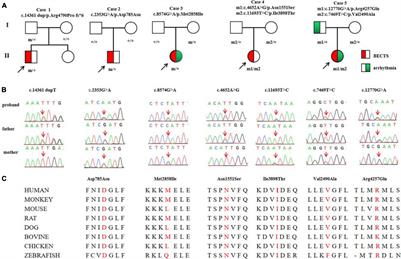 RYR2 Mutations Are Associated With Benign Epilepsy of Childhood With Centrotemporal Spikes With or Without Arrhythmia